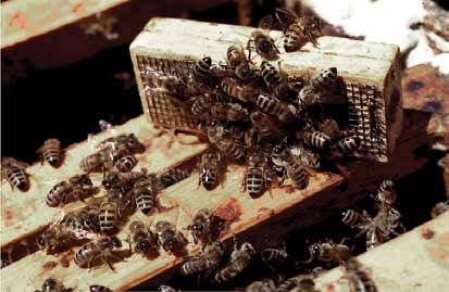 Queen cage; bees calm, so queen is ready for release; photo by Penn State University