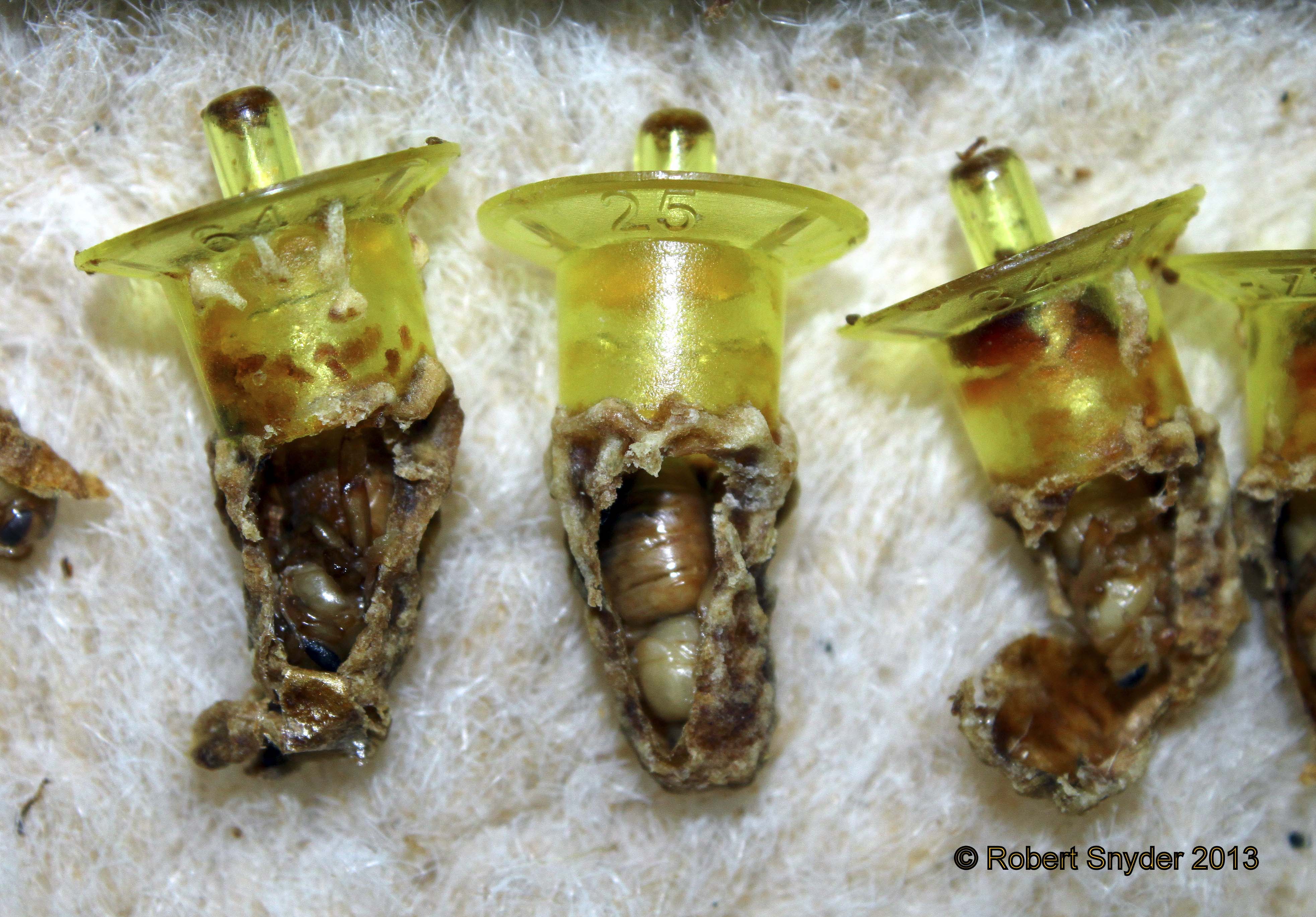 Developing queen cells, originally grafted into plastic queen cups, destroyed by virgin queen; photo by Rob Synder
