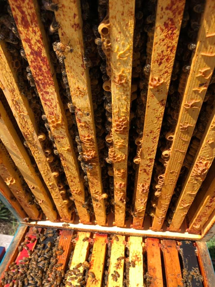 Numerous queen cups; photo by: Charles Vanden Heuvel