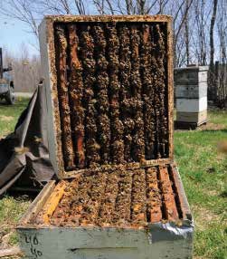 Strong spring colony that can be split; photo by Michael Palmer