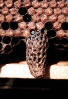 Capped vertical queen cell below horizontal capped worker cells; photo by Dewey M. Caron