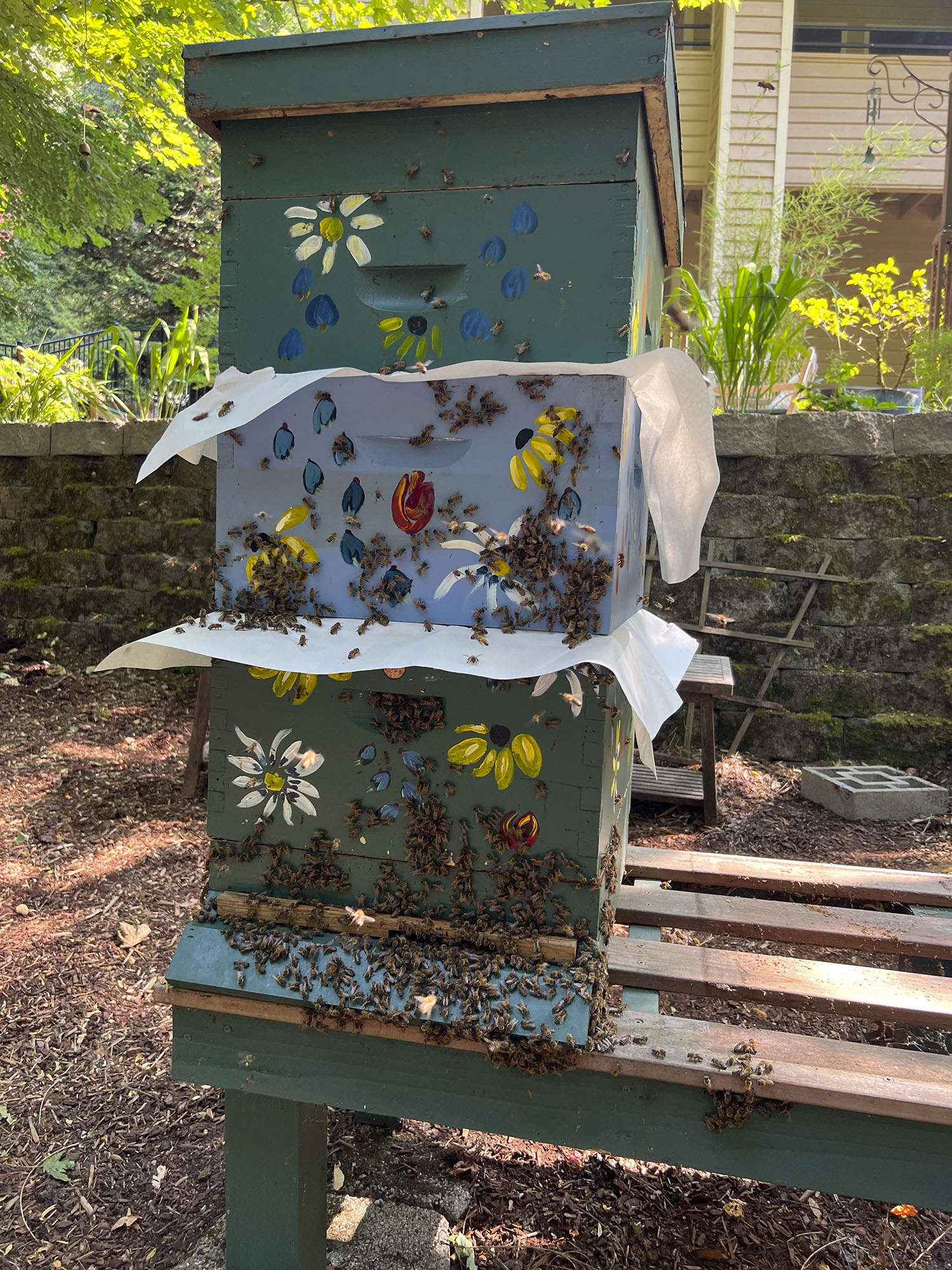 Middle (blue) box being united to green two-box colony via newspaper; photo by Dewey M. Caron