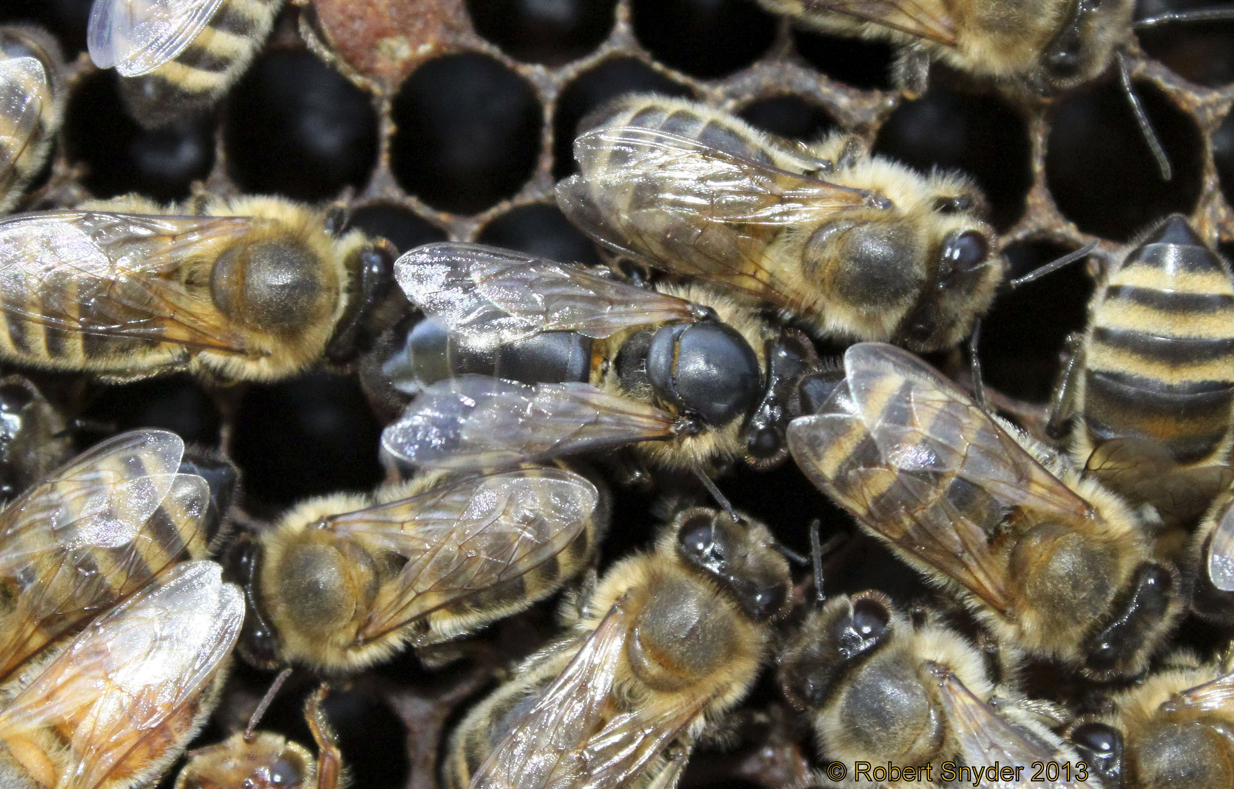 A darker colored worker bee that is also hairless and shiny (center), likely due to virus infection; photo by The Bee MD collection