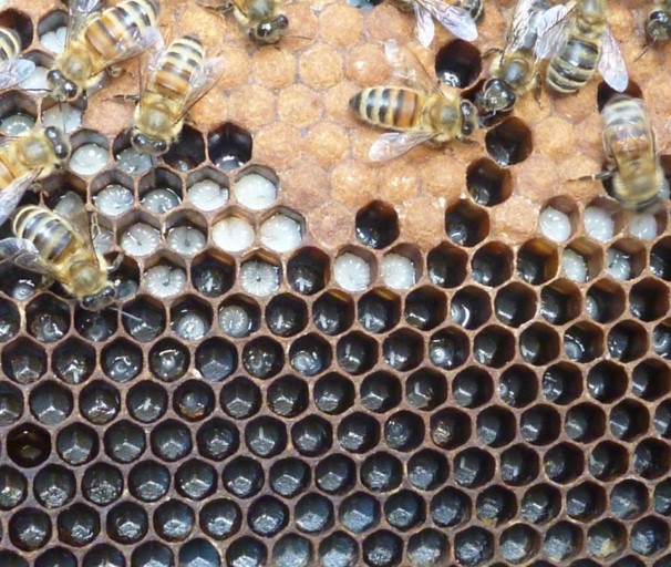 Worker brood cells: from capped (top) to eggs (toward center), with larvae in between; photo by The BeeMD photo collection