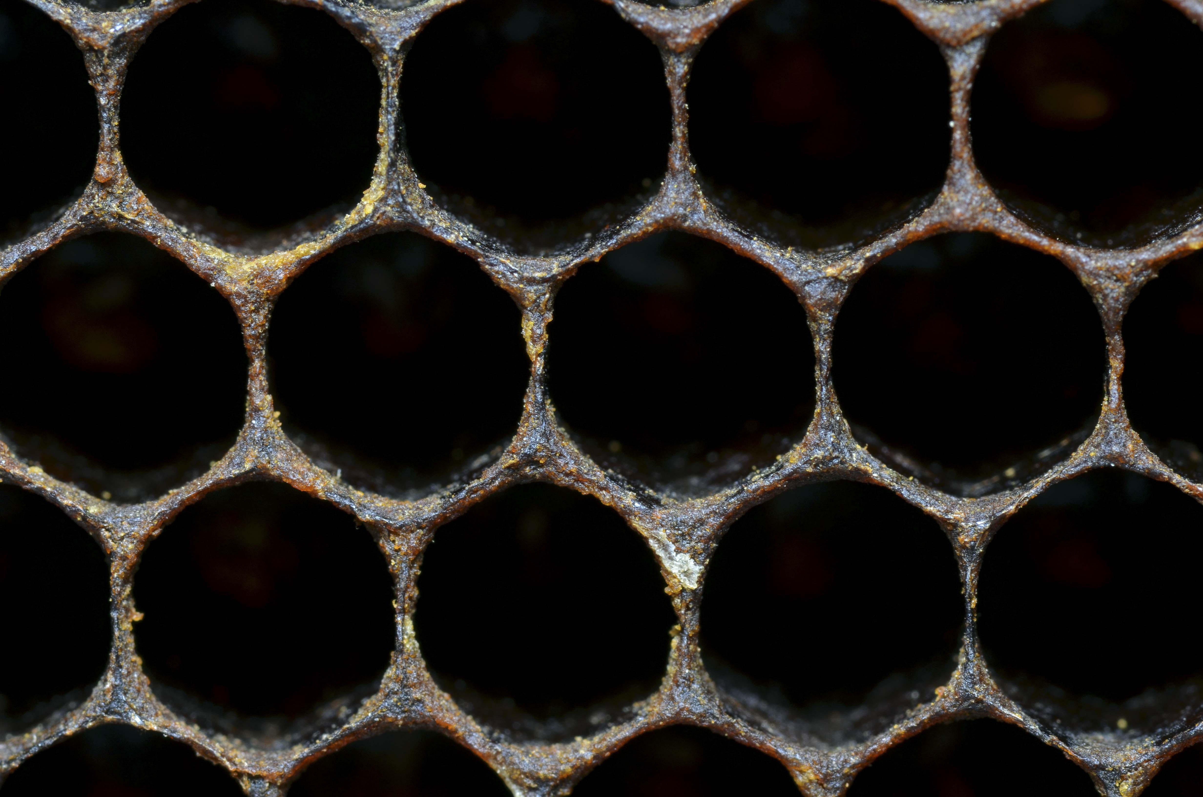 Dark comb cells suitable for culling; photo by The BeeMD photo collection