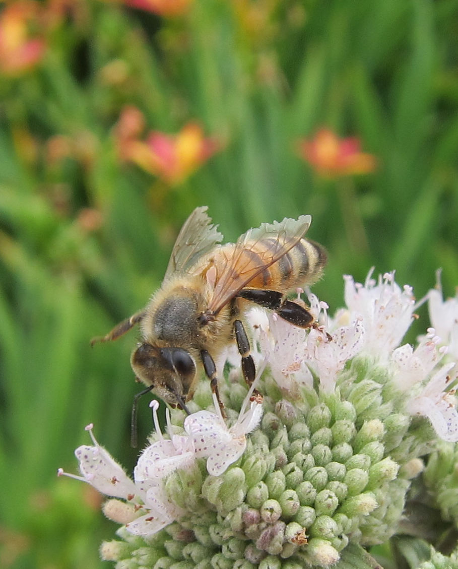 Worker forager with tattered wings; photo by Kathy Keatley Garvey