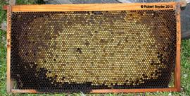  Bee bread; photo by Robert Snyder
