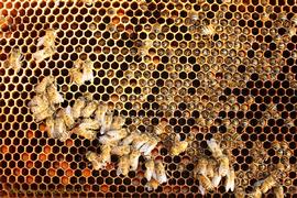  Deadout: dead bees with their heads in cellsnbsp;(most bees in outer cluster were removed);nbsp;photo by The BeeMD photo collection
