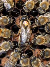  Worker retinue around marked queen (disc numbered 25); photo by The BeeMD photo collection

