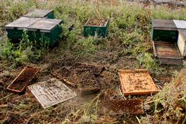  Vandalism to a commercial beekeeper#39;s palletized colonies; photo by University of Florida
