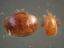 Varroa mite adult (left),  Tropilaelaps  adult (right); photo by USDA
