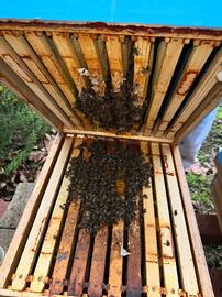  Weak spring colony can be a sign of nutritional stress; photo by Dewey M. Caron
