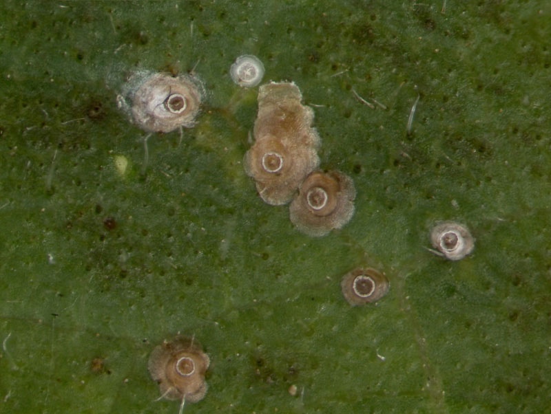  California red scale; photo by Lyle Buss, Department of Entomology and Nematology, University of Florida 