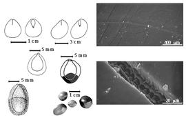  Seed, cotyledon, embryo, and testa:  A. abrosperma  F.J.H. von Mueller - bottom far left seed topography;  A. bicolor  Moon - top left center cotyledons concealing radicle (L) and embryonic axis (R), left center seed topography;  A. pavonina  C. Linnaeus var.  microsperma  (Teijsman amp; Binnendijk) I.C. Nielsen - far left center seed topography;  A. pavonina  C. Linnaeus var.  pavonina  - top far left cotyledons concealing radicle (L) and embryonic axis (R), and testa SEMs;  A.  spp. - bottom left center seeds.
