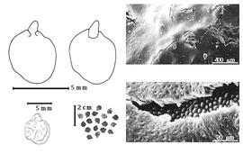 Seed, cotyledon, embryo, and testa:  A. pechuelii  (C.E.O. Kuntze) Torre amp; Hillcoat - top left cotyledons auriculate and concealing only basal margins of radicle (L) and embryonic axis (R), bottom far left seed topography, bottom left center seeds, testa SEMs.
