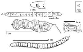  Fruit and seed:  A. bernieri  Fournier - left center fruit;  A. berteriana  (Balbis ex A.P. de Candolle) Fawcett amp; Rendle - top left fruit;  A. gummifera  (J.F. Gmelin) A.C. Smith - top center seed in situ;  A. leptophylla  H.A.T. Harms - bottom fruit;  A. obliquefoliolatum  de Wildman - right center seed in situ.
