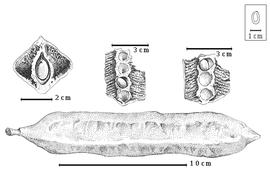  Fruit and seed:  A. andongensis  (F.M.J. Welwitsch ex D. Oliver) Exell amp; Torre - bottom fruit, top left transverse section through seed chamber, top center and top right longitudinal section of fruit through seed chambers.
