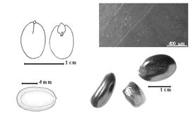  Seed, cotyledon, embryo, and testa:  A. andongensis  (F.M.J. Welwitsch ex D. Oliver) Exell amp; Torre - top left cotyledon concealing all but tip of radicle (L) and embryonic axis (R), bottom left seed topography, bottom right seeds, testa SEM.
