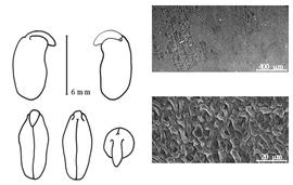  Cotyledon, embryo, and testa:  A. karelinii  F.E.L. von Fischer amp; C.A. von Meyer var.  conollyi  (A.A. von Bunge) G.P. Yakovlev - embryo, cotyledons, and testa SEMs.
