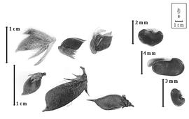  Fruit and seed:  A. muraltioides  (G. Bentham) A.L. Schutte - top and middle seeds;  A. cuneifolia  C.F. Ecklon amp; C.L.P. Zeyher - bottom seed; A. spp. - fruits.
