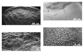  Cotyledon and embryo:  A. cuneifolia  C.F. Ecklon amp; C.L.P. Zeyher - left embryo and cotyledons;  A. pageae  (H.M.L. Bolus) A.L. Schutte - right embryo and cotyledons.

