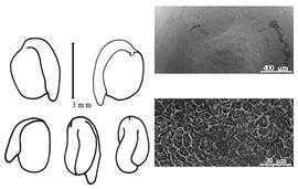  Cotyledon, embryo, and testa:  A. rigidum  (J. Gilles ex W.J. Hooker amp; G.A.W. Arnott) G.H.E.W. Hieronymus - embryo, cotyledons, and testa SEMs.
