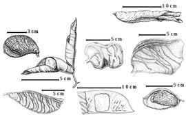  Fruit and seed:  A. crassifolia  (H.E. Baillon) J.J.G. Léonard - 4th row center fruit;  A. fragrans  (E.G. Baker) Exell amp; Hillcoat - 3rd row top fruit;  A. gracilliflora  H.A.T. Harms - 2nd row seeds in situ;  A. lamprophylla  (H.A.T. Harms) J.J.G. Léonard - 1st row bottom partially dehisced fruit;  A. macrophylla  A.M.F.J. Palisot de Beauvois - 4th row top enrolled valves, 3rd row bottom seed in situ;  A. vignei  (A.C. Hoyle) J.J.G. Léonard - 1st row top partially dehisced fruit, 4th row bottom seed in situ.

