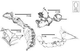 Fruit and seed:  A. ellipticum  (Blume) I.C. Nielsen - bottom left dehiscent fruit;  A. glabrum  (K.M. Schumann) C.A.G. Lauterbach amp; K.M. Schumann - top right dehiscent fruit;  A. hispidum  (Mohlenbrock) Verdcourt - top left dehiscent fruit;  A. lucyi  F.J.H. von Mueller - bottom right dehiscent fruit.
