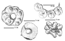  Fruit:  A. fagifolium  (Blume ex F.A.W. Miquel) I.C. Nielsen - top left fruit;  A. grandiflorum  (D.C. Solander ex G. Bentham) I.C. Nielsen - bottom center fruit;  A. incurvatum  C.A.G. Lauterbach amp; K.M. Schumann - bottom right fruit; A. jiringa (Jack) I.C. Nielsen - top right fruit.
