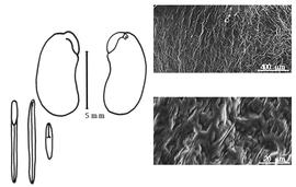  Cotyledon, embryo, and testa:  A. pseudo-malaccensis  E. Vieillard ex A.T. Brongnairt amp; J.A.A. Gris - embryo, cotyledons, and testa SEMs.
