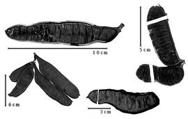  Fruit:  B. elegans  (W.A. Ducke) R.C. Barneby amp; J.W. Grimes - bottom right fruit;  B. leucocalyx  (Britton amp; J.N. Rose) R.C. Barneby amp; J.W. Grimes - bottom left fruit cluster;  B. pedicellaris  (A.P. de Candolle) R.C. Barneby amp; J.W. Grimes - top left fruit, top right fruit cluster.
