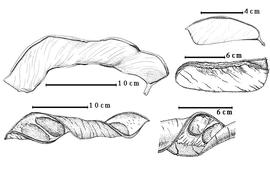  Fruit and seed:  B. acuminata  D.C. Solander - top left fruit;  B. congolensis  (E.G. Baker) Keay - right center partially dehisced fruit;  B. craibiana  E.G. Baker - bottom right seeds in situ;  B. eminii  P.H.W. Taubert - top right fruit;  B. grandiflora  (M.H. Vahl) Hutchinson amp; Dalziel - bottom left enrolled valve.
