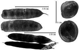  Fruit and seed:  B. blanchetii  (G. Bentham) R.C. Barneby amp; J.W. Grimes - fruits and seeds.
