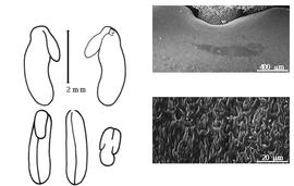  Seed, cotyledon, embryo, and testa:  B. edulis  Hutchinson amp; Burtt Davy - bottom far left seed topography, top left cotyledon notched and concealing radicle or nearly so (L) and embryonic axis (R);  B. spiciformis  G. Bentham - testa SEMs; B. spp. - bottom left center seeds.
