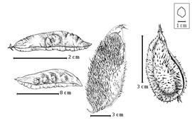  Fruit:  C. cucullata  W. Roxburgh - top left winged fruit;  C. hymenocarpa  (Prain) Hattink - bottom left winged fruit;  C. major  (F.K. Medikus) Dandy amp; Exell - right spiny fruit;  C. minax  H.F. Hance - center spiny fruit.
