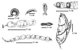  Fruit and seed:  C. brevifolia  H.E. Baillon - top right center eroded fruit;  C. cacalaco  Humboldt amp; Bonpland - bottom left entire fruit;  C. coriaria  (N.J. von Jacquin) C.L. von Willdenow - top far left entire fruit;  C. decapetala  (Roth) Alston - bottom right eroded fruit;  C. elata  J.B.A.P. de M. de Lamarck - top far right seeds in situ;  C. ferrea  C.F.P. von Martius var. cearensis J.E. Huber - left center entire fruit;  C. paucijuga  G. Bentham ex Hooker - center fruit in transection;  C. viscosa  (Ruiz amp; Pavon) Macbride - top left center entire fruit.
