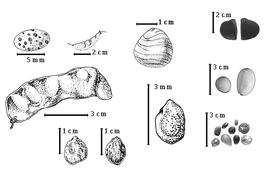  Fruit and seed:  C. arenosa  Wiggins - top far left magnified view of glands on fruit, top left center entire fruit;  C. bonduc  (C. Linnaeus) W. Roxburgh - top center seed topography;  C. gilliesii  Wallroth - bottom left seed topography;  C. sepiaria  W. Roxburgh - bottom left center seed topography;  C. tinctoria  Dombey ex de Candolle - left center entire fruit;  C. vernalis  Champion ex G. Bentham - top far right seeds;  C. viscosa  (Ruiz amp; Pavon) Macbride - bottom right center seed topography;  C.  spp. - bottom far right and center far right seeds.
