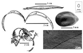  Fruit, seed, and testa:  C. nervosus  (Britton amp; J.N. Rose) H.M. Hernández amp; P. Guinet - bottom left fruit cluster, top immature fruit, left center dehisced fruit, top right seed, testa SEM (last four images from Hernández amp; P. Guinet, 1990).
