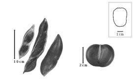 Fruit and seed:  C. australe  A. Cunningham amp; C. Fraser ex W.J. Hooker - fruits and seed.
