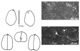  Cotyledon, embryo, and testa:  C. australe  A. Cunningham amp; C. Fraser ex W.J. Hooker - embryo, cotyledons, and testa SEMs.
