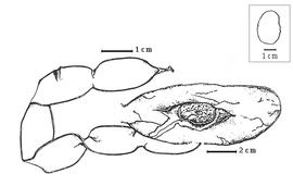  Fruit and seed:  C. catenaeformis  W.A. Ducke - seed in situ (foreground) and fruit (background).
