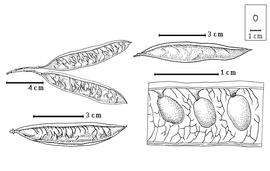  Fruit and seed:  C. canadensis  A.A. von Bunge - top right fruit; C. occidentalis Torrey amp; Gray - bottom left fruit, bottom right seeds in situ;  C. siliquastrum  C. Linnaeus - top left fruit cluster.
