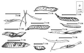 Fruit and seed:  C. absus  (C. Linnaeus) Irwin amp; R.C. Barneby - 2nd row top fruit;  C. cathartica  (C.F.P. von Martius) Irwin amp; R.C. Barneby - 3rd row top fruit;  C. desvauxii  (Colladon) Irwin amp; R.C. Barneby var.  brevipes  (de Candolle) Greene - 2nd row center fruit;  C. desvauxii  (Colladon) Irwin amp; R.C. Barneby var.  mollissima  (G. Bentham) Irwin amp; R.C. Barneby - 1st row top entire fruit and seeds in situ;  C. flexuosa  (C. Linnaeus) Greene - 3rd row bottom entire fruit and seeds in situ;  C. juhnenensis  (Hoehne) Irwin amp; R.C. Barneby - 1st row center seeds in situ;  C. kunthiana  (Schlechtendahl amp; Chamisso) Irwin amp; R.C. Barneby - 2nd row bottom fruit;  C. mimosoides  (C. Linnaeus) Greene - 3rd row center entire fruit and seeds in situ;  C. rotundifolia  (C.H. Persoon) Greene - 1st row bottom seeds in situ.
