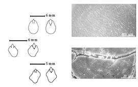  Cotyledon, embryo, and testa:  C. absus  (C. Linnaeus) Irwin amp; R.C. Barneby - top left cotyledon investing exposed radicle (L) and embryonic axis (R);  C. fasciculata  (Michaux) Greene - bottom left cotyledon investing exposed radicle (L) and embryonic axis (R);  C. mimosoides  (C. Linnaeus) Greene - left center cotyledon investing exposed radicle (L) and embryonic axis (R);  C. nictitans  (C. Linnaeus) C. Moench - testa SEMs.
