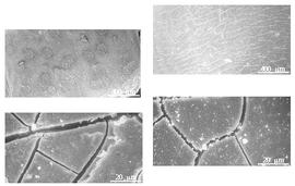  Testa:  C. absus  (C. Linnaeus) Irwin amp; R.C. Barneby - left testa SEMs;  C. mimosoides  (C. Linnaeus) Greene - right testa SEMs.
