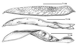  Fruit and seed:  C. bahiae  (Irwin) Irwin amp; R.C. Barneby - top fruit, bottom seeds in situ;  C. negrensis  (Irwin) Irwin amp; R.C. Barneby - center dehisced fruit.

