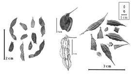  Fruit and seed outline:  C. floridana  J. Torrey amp; A. Gray - left group of articles and incomplete fruits;  C. gracilis  (I.B. Balfour) M. Thulin - center group with a basal article and an entire fruit;  P. prismatica  (M. Sessé y Lacastra amp; J.M. Mociño) M. Thulin - right group of articles and entire fruits.
