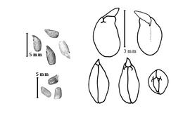  Seed, cotyledon, and embryo:  C. floridana  J. Torrey amp; A. Gray - upper-left group of 4 seeds, right group with embryo and cotyledons;  C. prismatica  (M. Sessé y Lacastra amp; J.M. Mociño) M. Thulin - lower-left group of 3 seeds.
