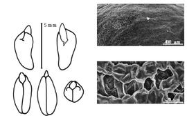  Cotyledon, embryo, and testa:  C. floridana  J. Torrey amp; A. Gray - right group of testa SEMs;  C. prismatica  (M. Sessé y Lacastra amp; J.M. Mociño) M. Thulin - left group with embryo and cotyledons.
