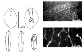  Cotyledon, embryo, and testa:  C. tortum  (C.F.P.S. Martius) Pittier ex R.C. Barneby amp; J.W. Grimes - embryo, cotyledons, and testa SEMs.
